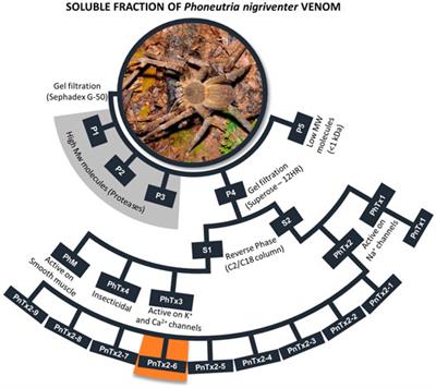 From the PnTx2-6 Toxin to the PnPP-19 Engineered Peptide: Therapeutic Potential in Erectile Dysfunction, Nociception, and Glaucoma